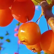 卷首語：歲月是一首未完的詩