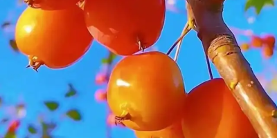 卷首語：歲月是一首未完的詩