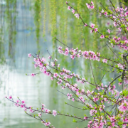 《香港作家》網絡版第三十七期(2026年2月號)徵稿