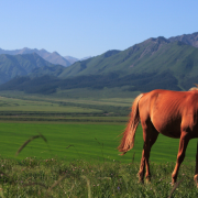 編後語：一場關於奮鬥與欣欣向榮的美麗寓言