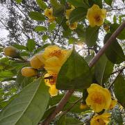 金花茶（外二首）