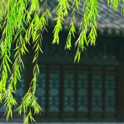 北京春聚二絕句及〈鷓鴣天〉