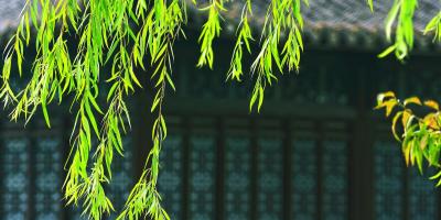 北京春聚二絕句及〈鷓鴣天〉