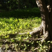 卷首語：卅八載春秋