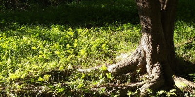 卷首語：卅八載春秋