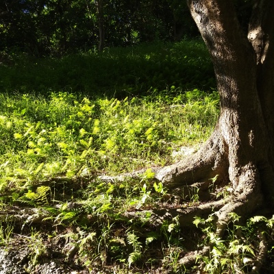 卷首語：卅八載春秋