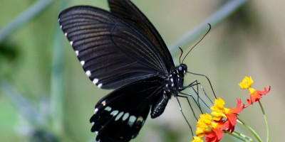 花花葉葉皆有情──序《蝶隕》