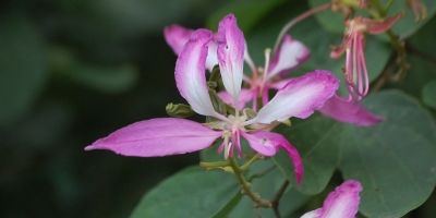 五花賀春（散文詩五章）