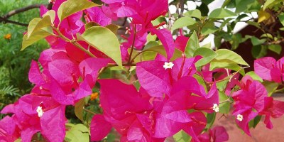 白千層與簕杜鵑