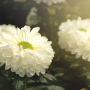 十四行白菊花（外一首）