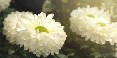 十四行白菊花（外一首）