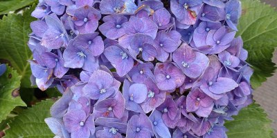 故宮展覽二題八詠錄一題四詠