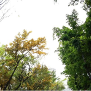 我與四季同框（外一首）