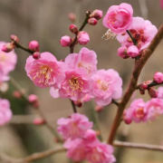 散策見社區枝頭殘梅猶有採蜂口占一絕（外三首）