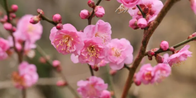 散策見社區枝頭殘梅猶有採蜂口占一絕（外三首）