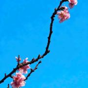 櫻花三唱