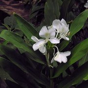 再別野薑花（外二首）
