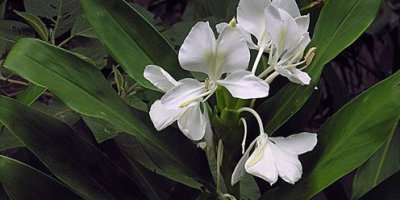 再別野薑花（外二首）